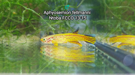 ♂️ Aphyosemion fellmanni Ntoba FCCO 13-15