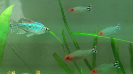 Tetra du congo + Nez rouges