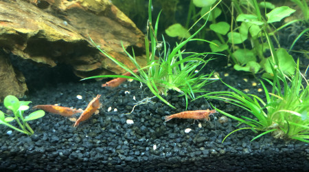 C est l’heure du déjeuner