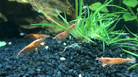 C est l’heure du déjeuner