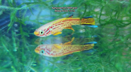 ♂️ Aphyosemion fellmanni Ntoba FCCO 13-15