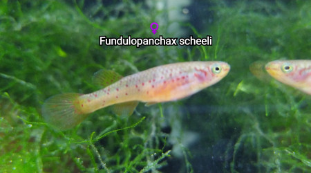 ♀️ Fundulopanchax scheeli