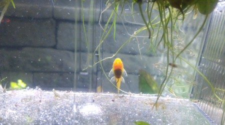 Goldy visite le pondoir