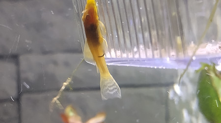 Ancistrus gold alias Goldy