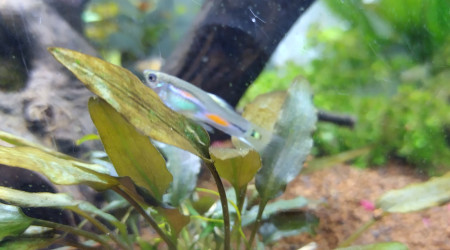 Jeune guppy endler de 2 ou 3 mois