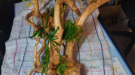 Racines en cours de préparation