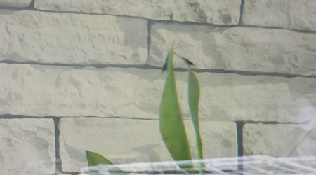 Crevettes blue velvet