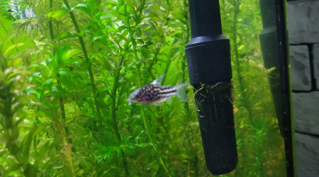 Corydoras elegante