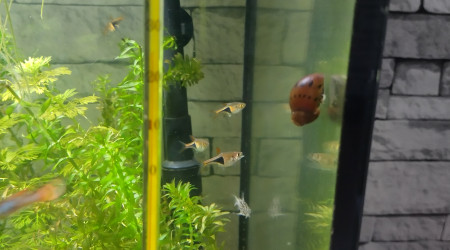 Néritina et rasboras