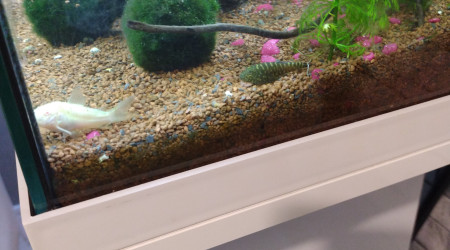 Corydoras albinos