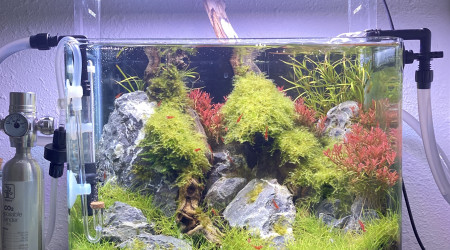 aquarium Nano red cherry