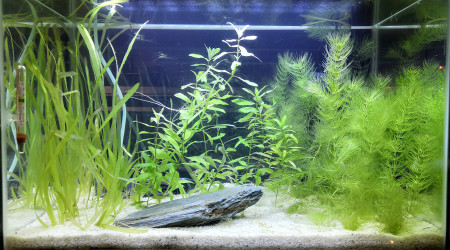 aquarium Walstad 70l