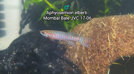 ♂️  Aphyosemion elberti  Mombal Bale JVC 17-06