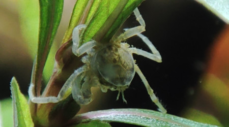 Neritina pulligera et limnopilos nalyanetri