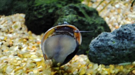 Neritina pulligera et limnopilos nalyanetri