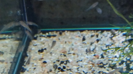 Alvin Aphyosemion striatum Ncolamvan GEMHS 00-33