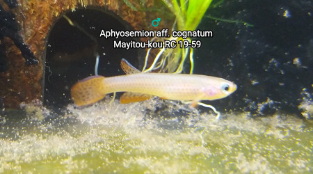 ♂️ Aphyosemion aff. cognatum Mayitou-kou RC 19-59