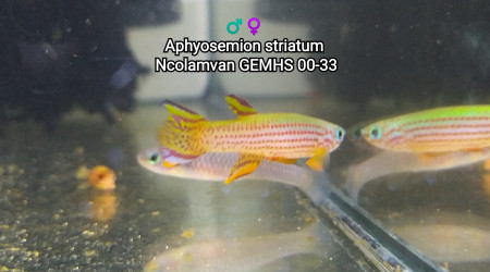 aquarium 343 01 Couple Aphyosemion striatum Ncolamvan GEMHS 00-33