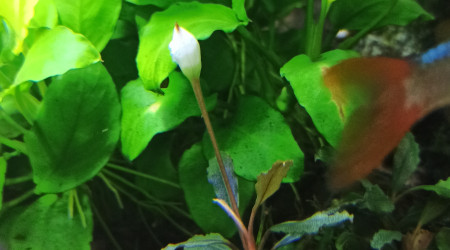 Bucéphalandra sp Mini-Red