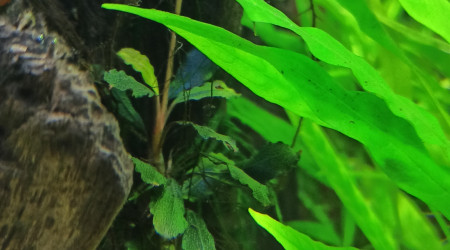 Bucéphalandra sp Mini-Red