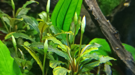 Bucéphalandra sp Mini-Red