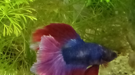 aquarium Betta splendens