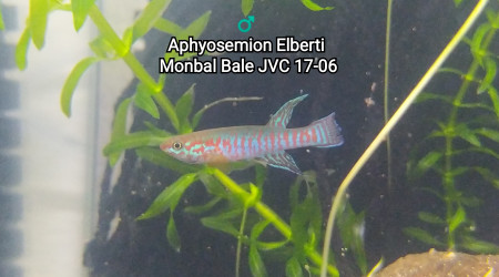 ♂️  Aphyosemion Elberti  Monbal Bale JVC 17-06