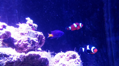 aquarium 130 L RED SEA