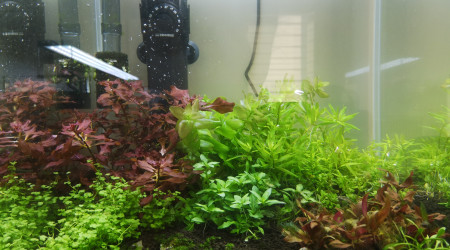 Ajout de Rotala rotundifolia
