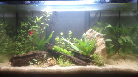 aquarium Aquarium 57l