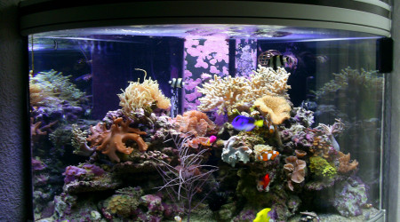 aquarium Mon recifal