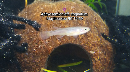 ♀️ Aphyosemion aff. cognatum  Mayitou-kou RC 19-59