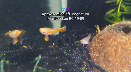 ♂️♀️ Aphyosemion aff. cognatum  Mayitou-kou RC 19-59