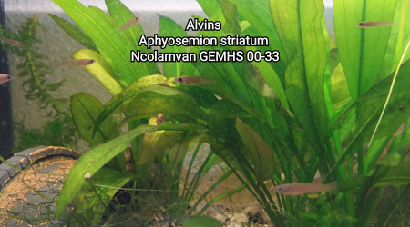Alvin Aphyosemion striatum Ncolamvan GEMHS 00-33