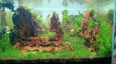 aquarium aquascape 80l