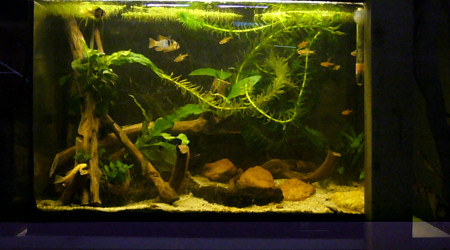 aquarium 60L mini amazonien