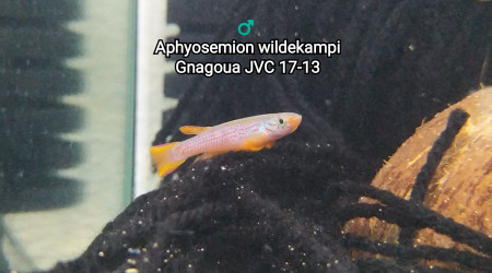 ♂️  Aphyosemion wildekampi Gnagoua JVC 17-13
