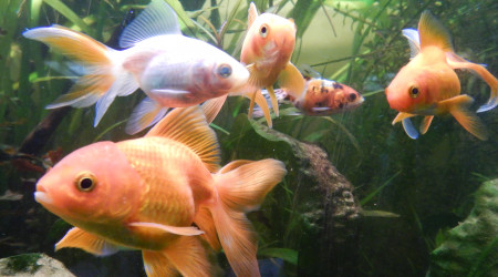 aquarium Les poissons rouges
