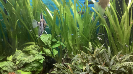 Mes bébés devenus grands