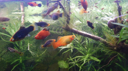 Mes premiers poissons