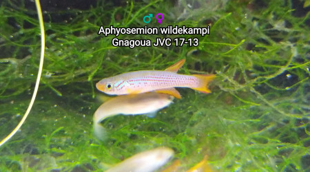 ♂️♀️ Aphyosemion wildekampi Gnagoua JVC 17-13