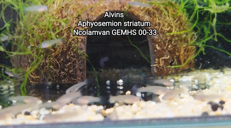 Alvins Aphyosemion striatum Ncolamvan GEMHS 00-33