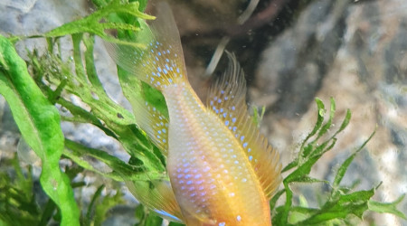 Ramirezi femelle GOLD