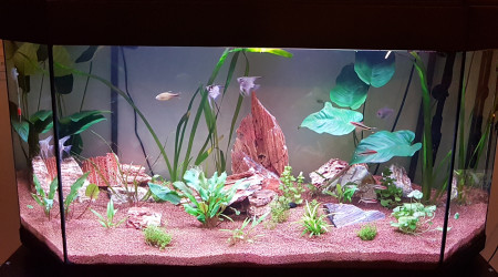 aquarium Premier