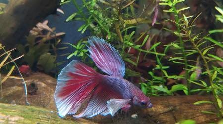Introduction Betta