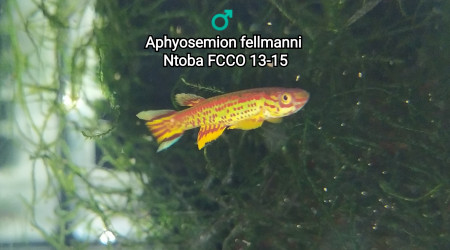 ♂️ Aphyosemion fellmanni Ntoba FCCO 13-15