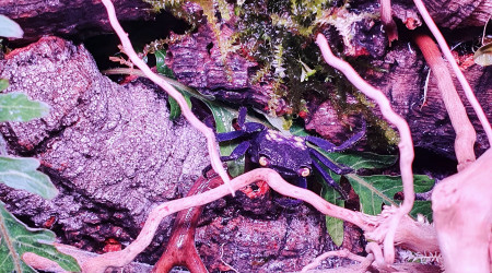 Paludarium crabe vampire