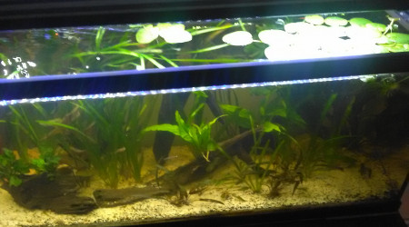 aquarium 120 litres