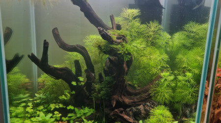 aquarium aqua sombre 20L