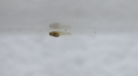 Alvin Aphyosemion jeanhuberi Malinga GBG 93-20